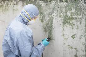  , USA Mold Prevention & Removal Pros